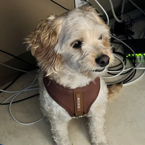 PETsRUS Premium No Pull Dog Harness 2 Leash Clip Bronze Leather Brown Neoprene - Picture 16 of 16